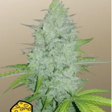 Original AUTO CHEESE